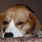 Unser Beagle Amon