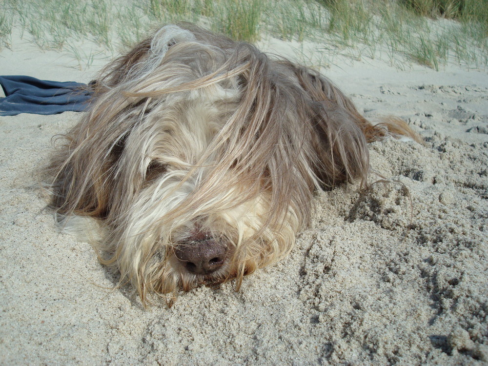 Unser Beardie Low Pep Nelson