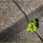 Unser Beitrag zum Klimawandel...mehr Beton, als Grün