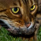 Unser Bengalkater Bruno 3