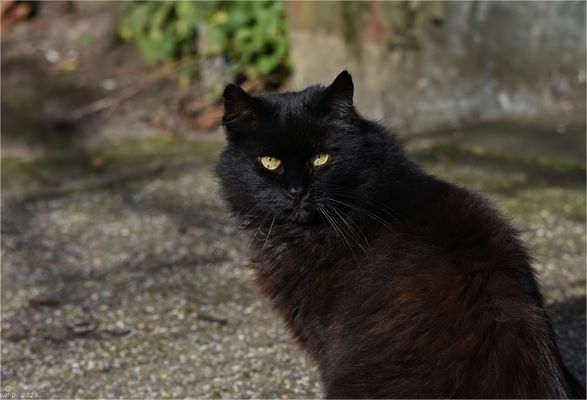 Unser (B)engelchen, der Fidel ...