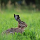 Unser Besucher am Campingplatz