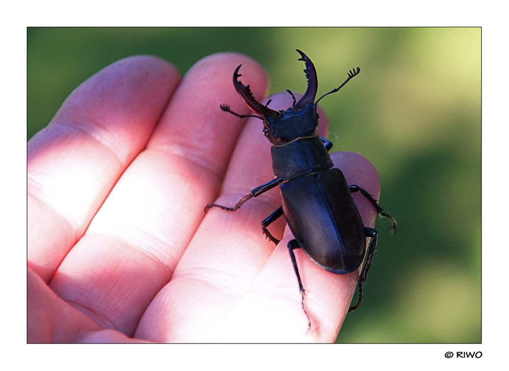 unser Besucher auf meiner Hand.....