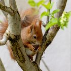 Unser Besucher bei der Mahlzeit