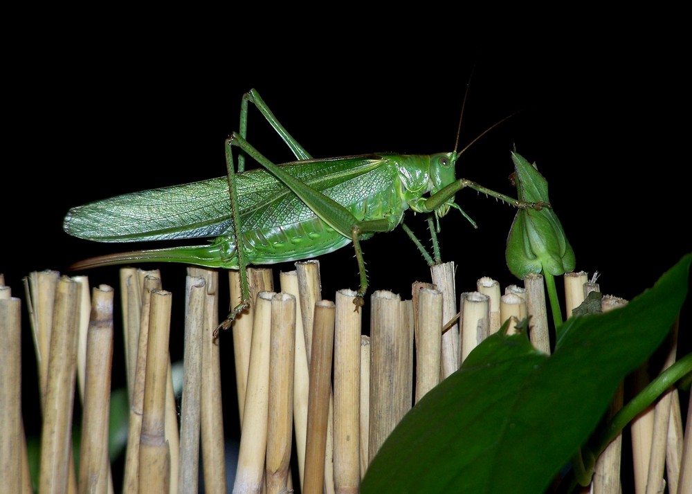 Unser Besucher in einer lauen Sommernacht...