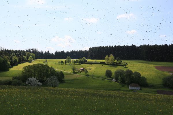 Unser Bienenschwarm beim Abflug