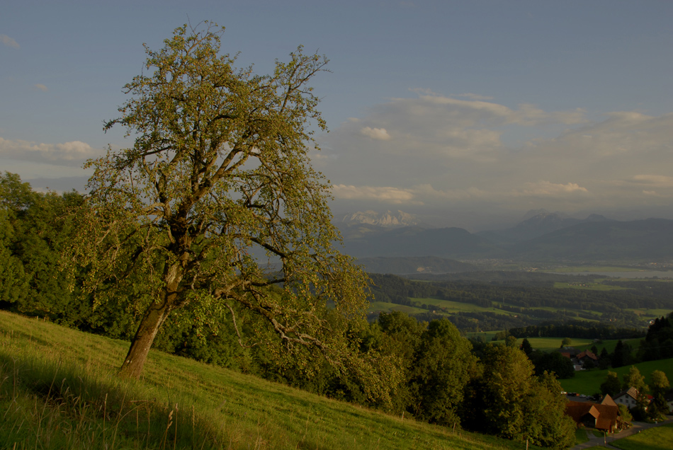 unser Birnenbaum...........