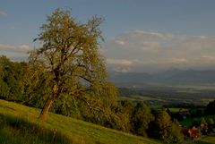 unser Birnenbaum...........