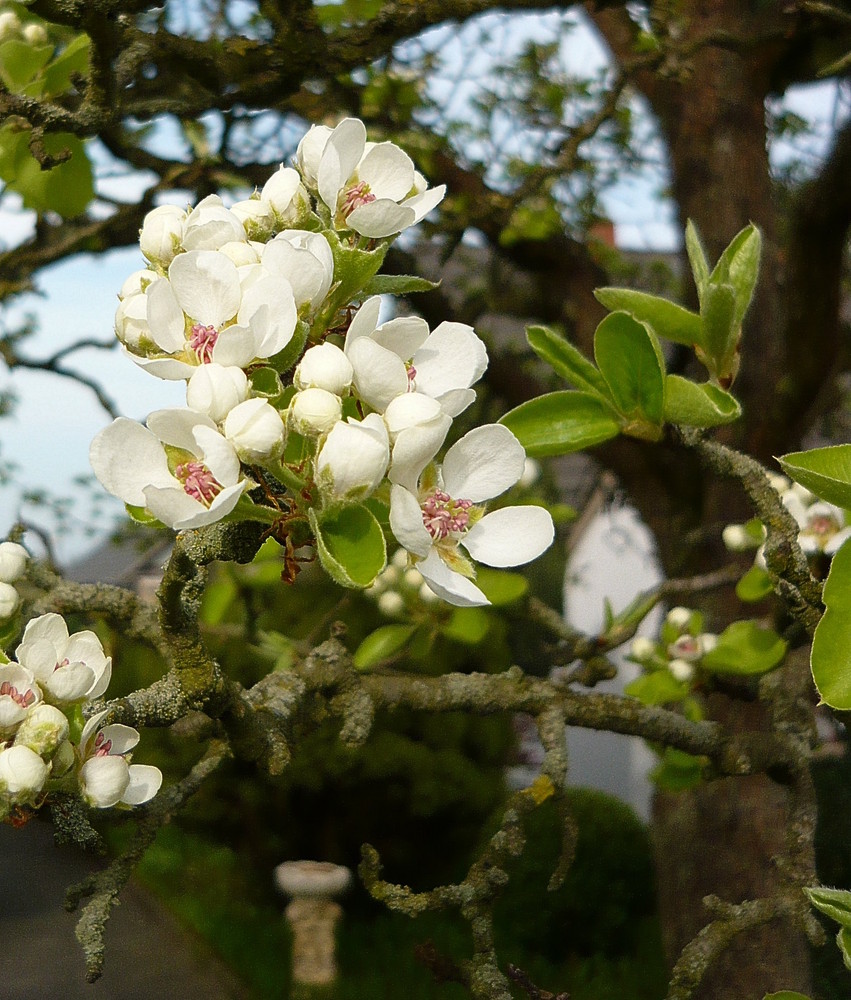 Unser Birnenbaum