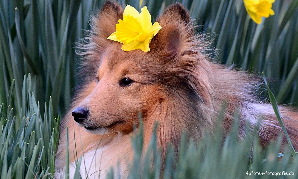 Unser Blumen Sheltie Tjure