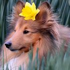 Unser Blumen Sheltie Tjure