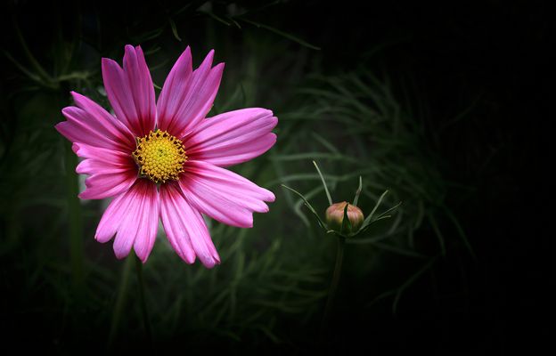 Unser Blumengruß zum heutigen Mittwoch