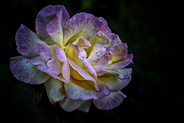 Unser Blumengruß zum Mittwoch