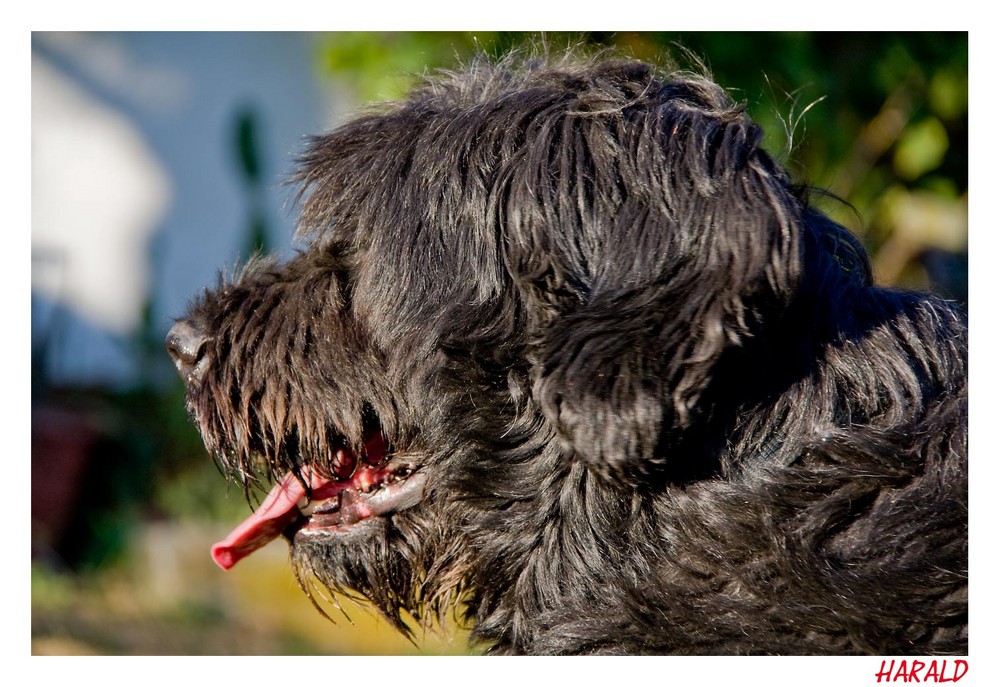 Unser Briard