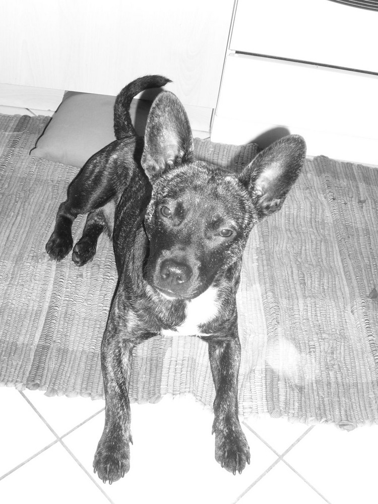 Unser Brutus Foto & Bild tiere, haustiere, brutus Bilder auf