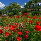 Unser bunter Garten