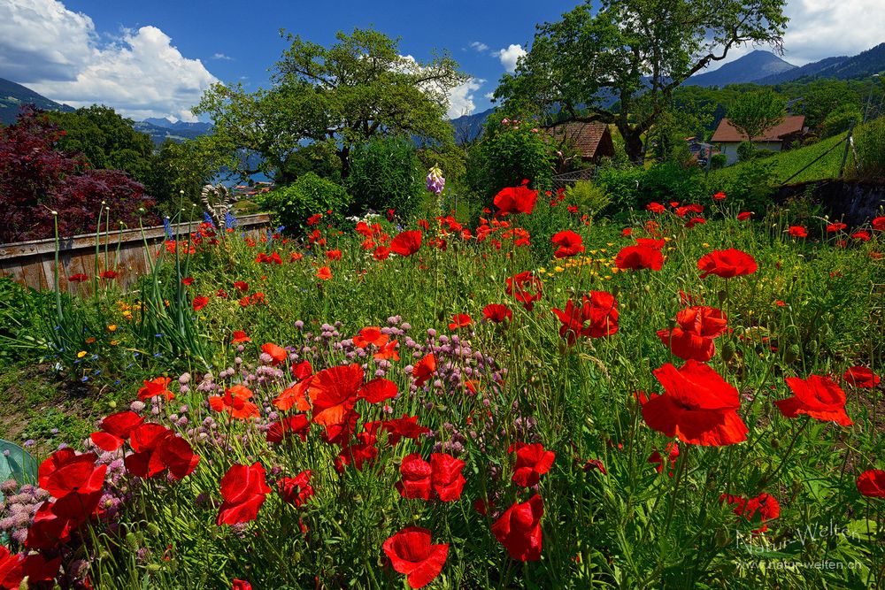 Unser bunter Garten