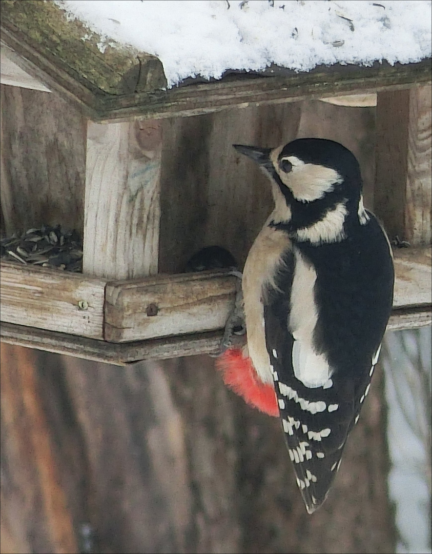 Unser Buntspecht am Vogelhaus