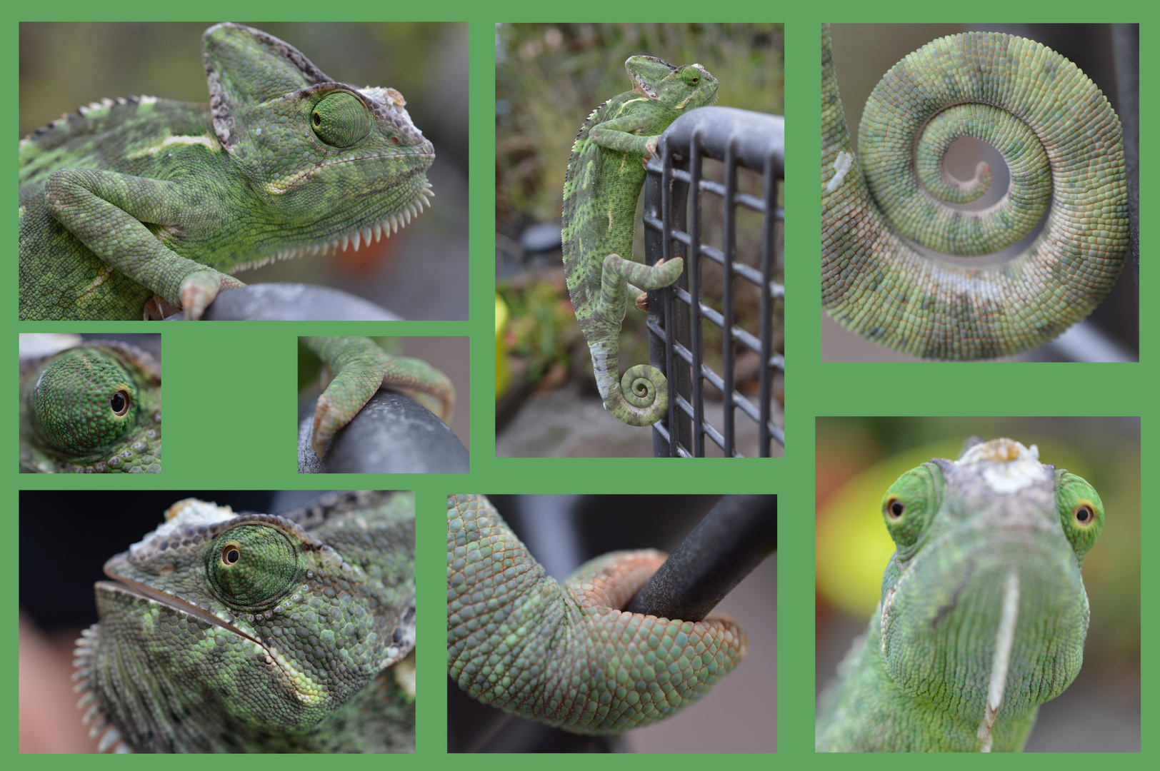 unser chameleon