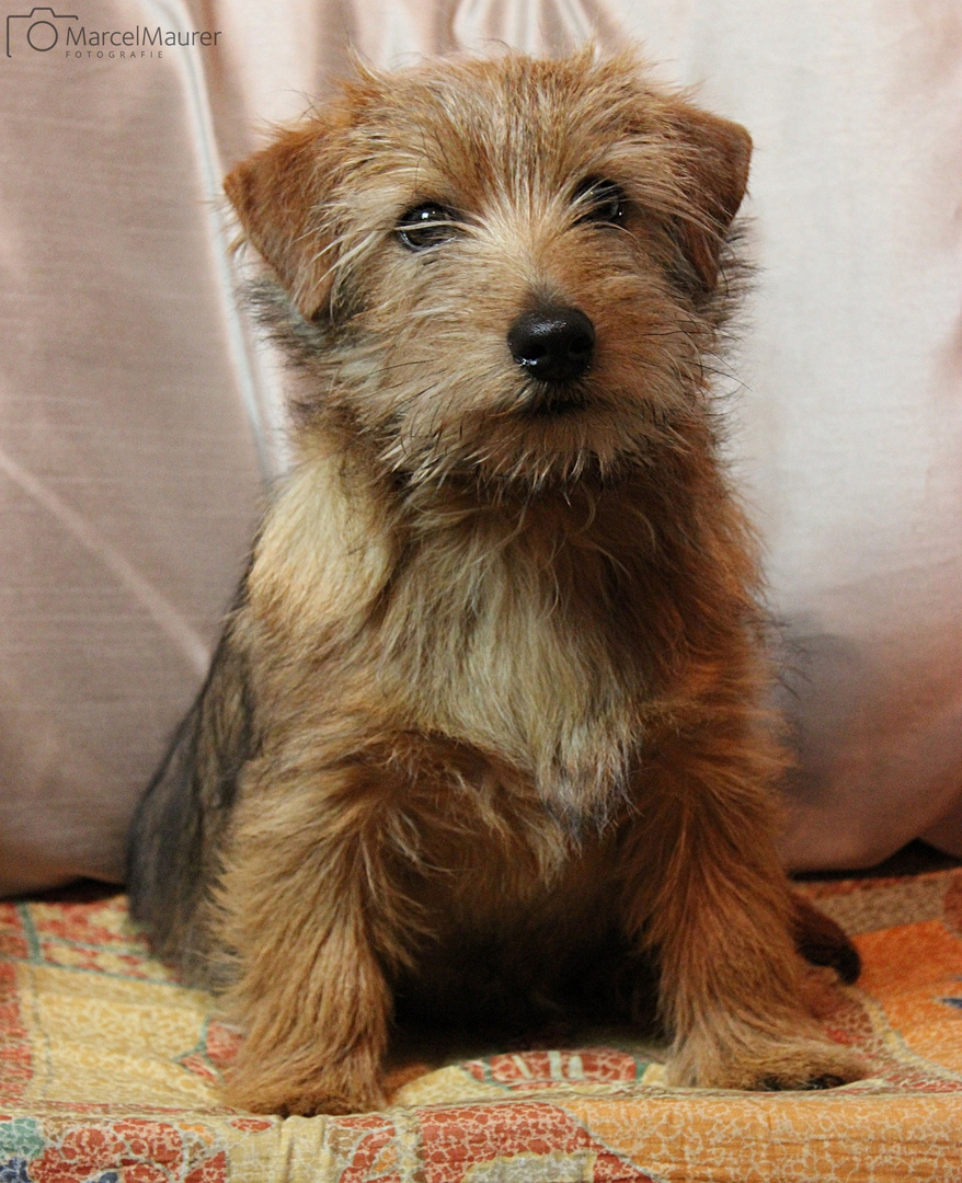 Unser Charly (Norfolk Terrier)