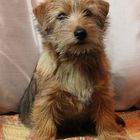 Unser Charly (Norfolk Terrier)