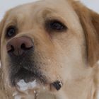 Unser Cherie in der Schnee