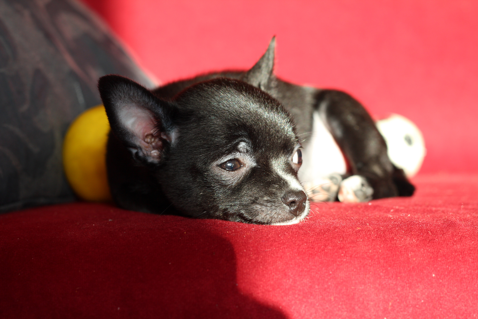 Unser Chihuahua Baby Kiwi