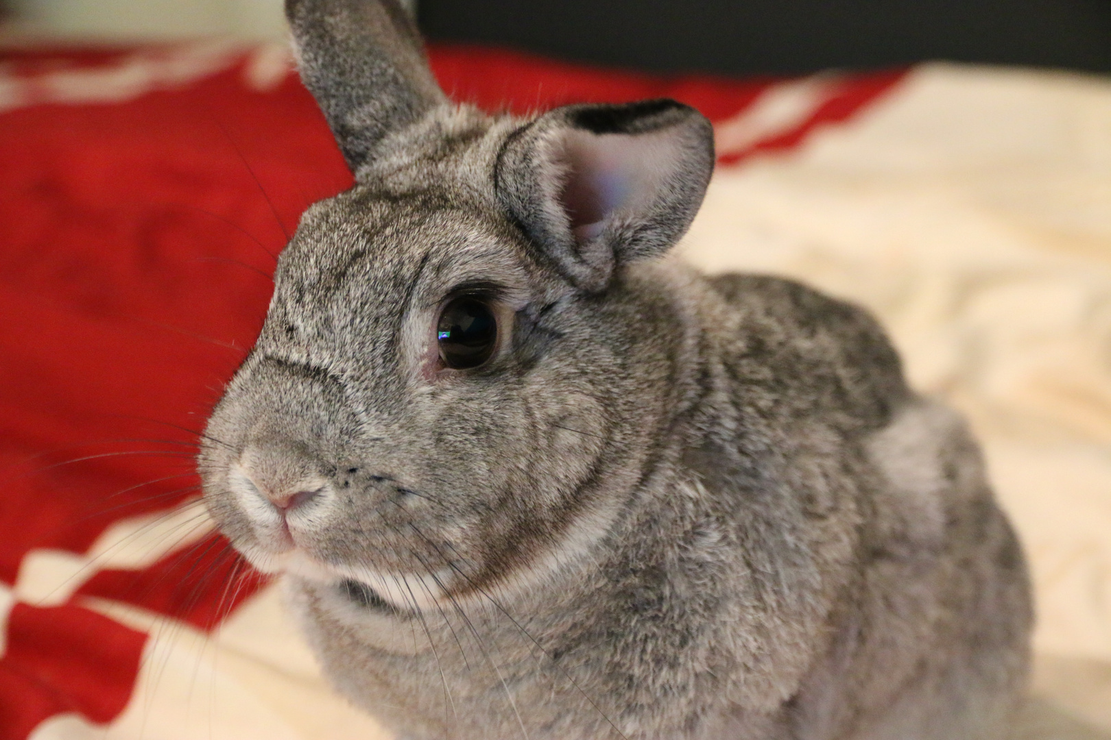 unser Chinchilla Bunny Klopfer