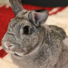 unser Chinchilla Bunny Klopfer