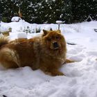 unser Chow Chow