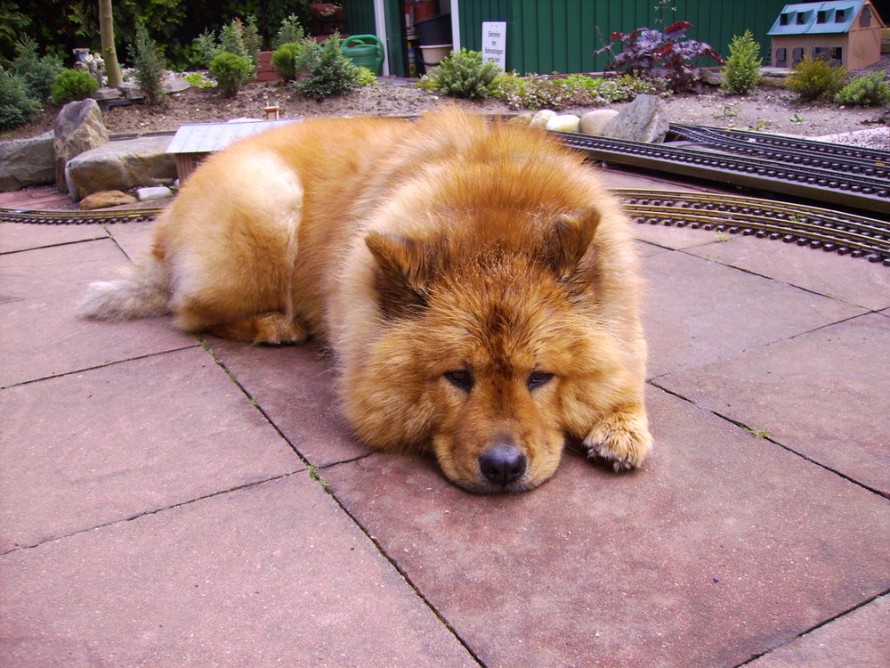 unser Chow Chow