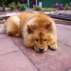 unser Chow Chow