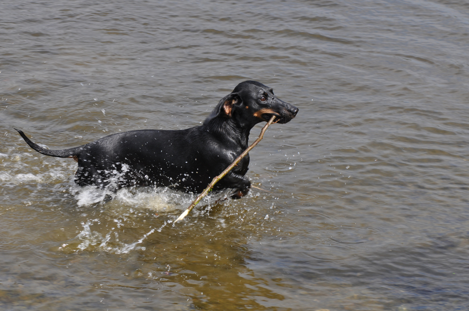 Unser Dackel geht NICHT gerne baden...