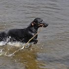 Unser Dackel geht NICHT gerne baden...