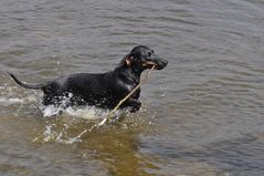 Unser Dackel geht NICHT gerne baden...