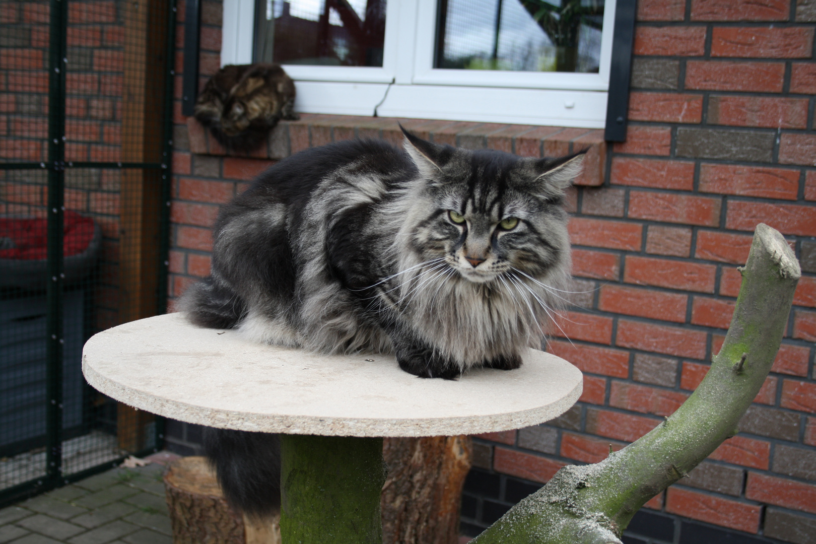 unser Deckkater James der Riese