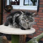 unser Deckkater James der Riese