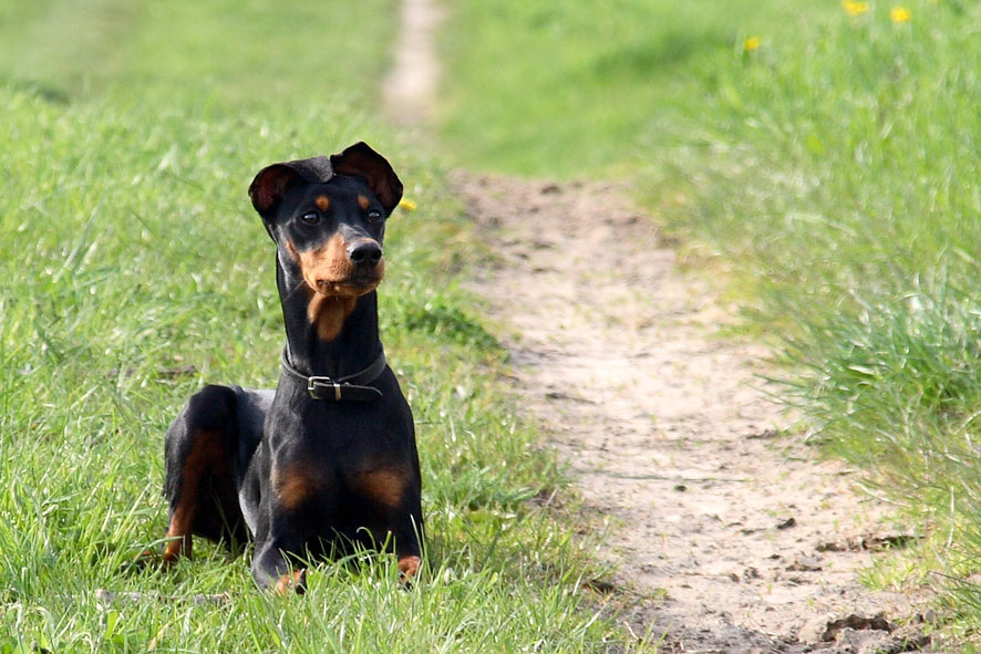 unser Deutscher Pinscher, Akira "vom Lechtenhardt"