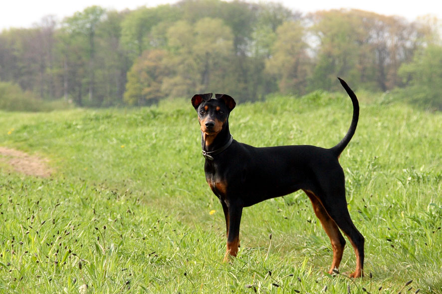 unser Deutscher Pinscher, Akira "vom Lechtenhardt"