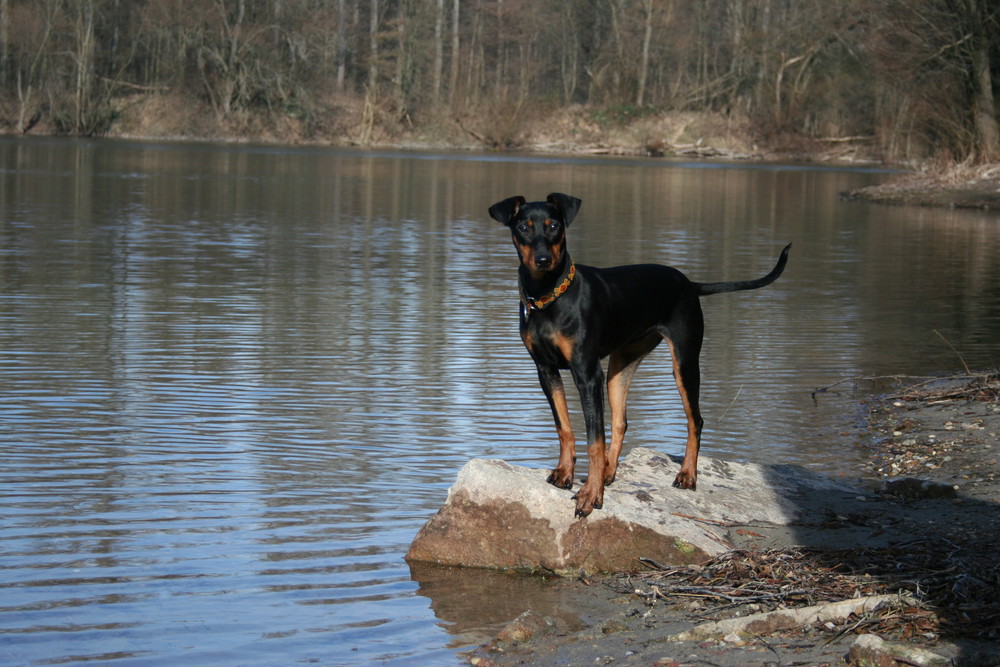 ... unser Deutscher Pinscher I