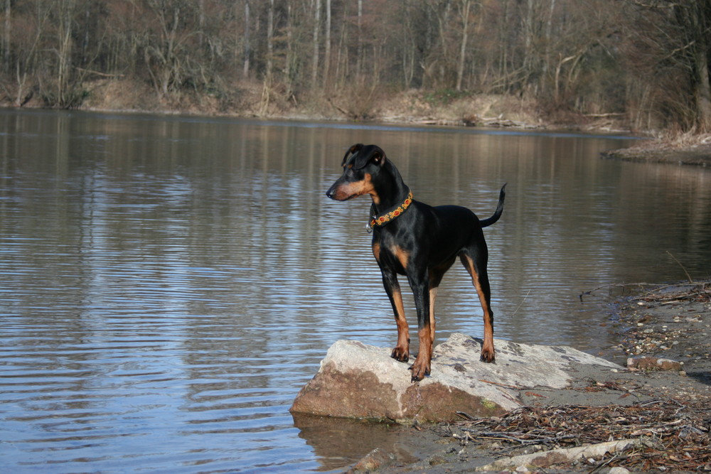 ... unser Deutscher Pinscher III