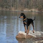 ... unser Deutscher Pinscher III