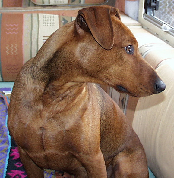 Unser Deutscher Pinscher Sammy