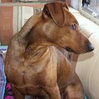 Unser Deutscher Pinscher Sammy