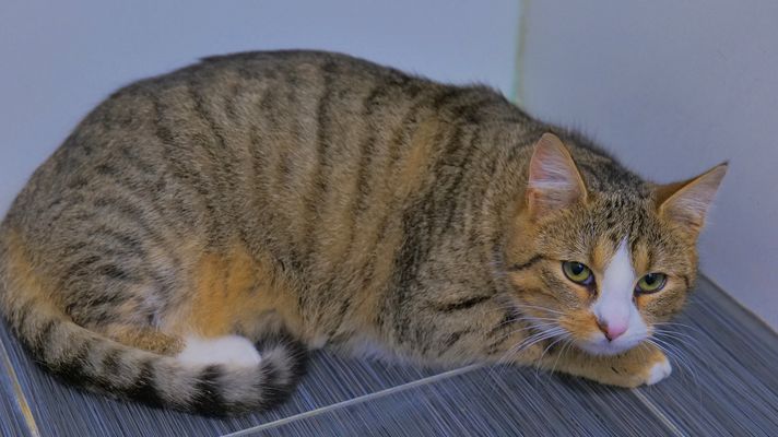 unser dickes Mädchen...