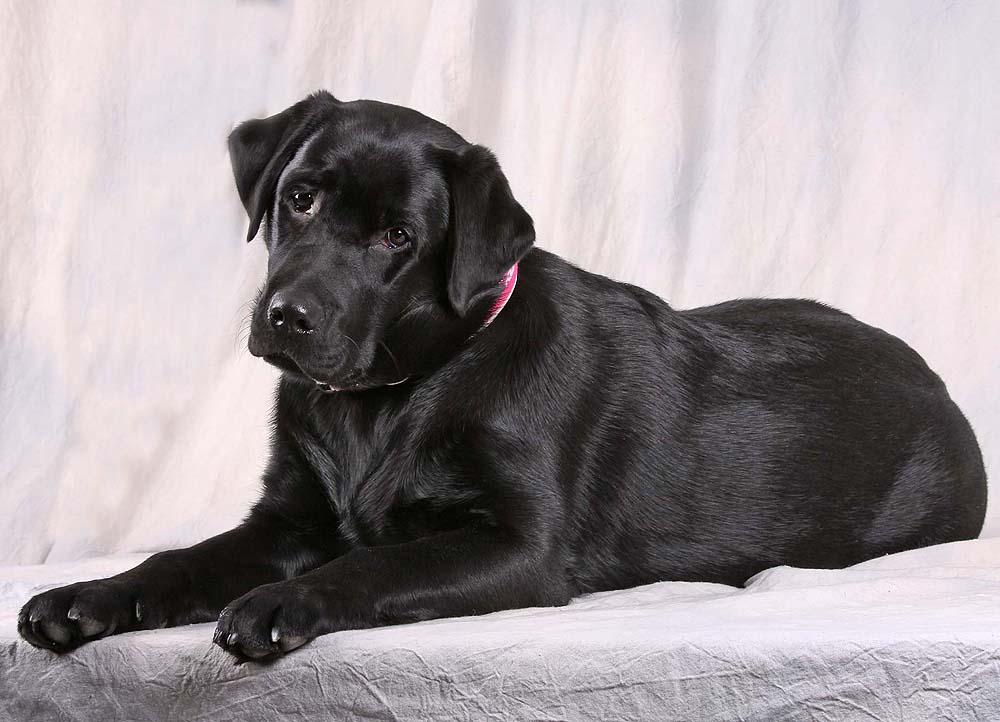 unser Donna - süßer Labbi - Labrador