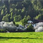 "Unser Dorf soll schöner werden"