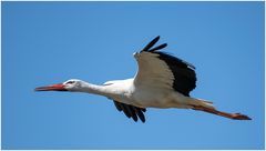 Unser Dorfstorch
