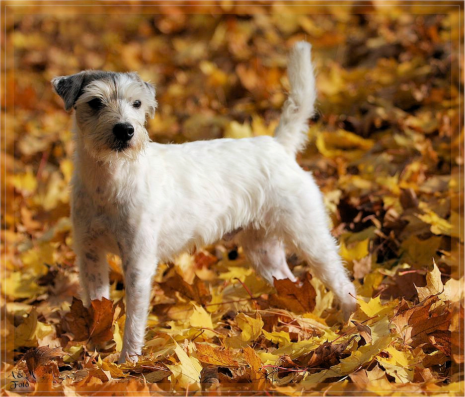 Unser Dusty - ein Parson Russell Terrier