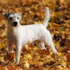 Unser Dusty - ein Parson Russell Terrier